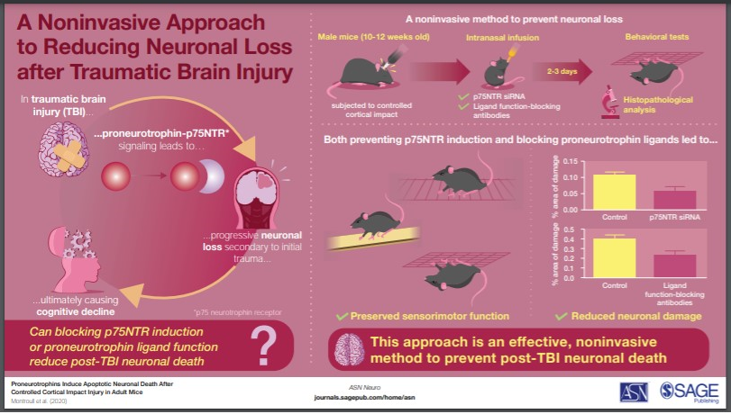 Infographic depicting the core message of an article at a glance (ASN Neuro, SAGE)